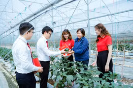 Agribank dành 250.000 tỷ đồng tháo gỡ khó khăn, cung ứng vốn nền kinh tế. (Ảnh: Vietnam+)