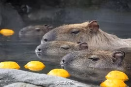 "Cuộc sống thượng lưu" tắm suối nước nóng của chuột lang