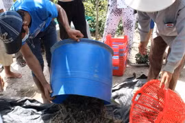 Tìm hướng đi để khai thác hiệu quả tiềm năng thủy sản