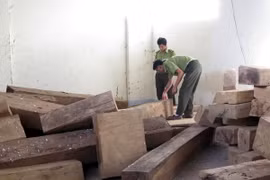 Lực lượng kiểm lâm huyện Đăk Tô kiểm đếm số gỗ trái phép vừa thư giữ. (Ảnh: Cao Nguyên/TTXVN)