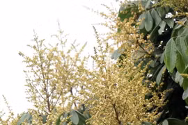 Mùa hoa nhãn Hưng Yên bung nở