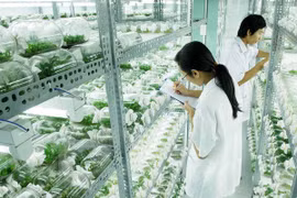 Nghiên cứu khoa học vẫn đang được coi là một điểm yếu của giáo dục Việt Nam, cả ở các sinh viên và giảng viên. (Ảnh minh họa: TTXVN)