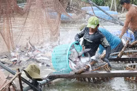 Thu hoạch cá tra ở vùng nuôi cá tra thương phẩm của Công ty Cổ phần Xuất Nhập Khẩu Thủy Sản An Mỹ (An Giang). (Ảnh: Công Mạo/TTXVN)