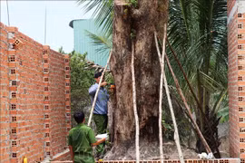 (Ảnh minh họa: Phan Tuấn Anh/TTXVN)