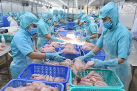 Chế biến cá tra xuất khẩu. (Ảnh: Vũ Sinh/TTXVN)