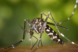 Muỗi lây truyền các bệnh như chikungunya, sốt xuất huyết và Zika. (Nguồn: wwmedgroup)