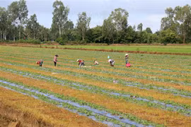 Nông dân trồng hoa màu ở xã Tân Hội, huyện nông thôn mới Tân Hiệp của tỉnh Kiên Giang. (Ảnh: Lê Huy Hải/TTXVN)