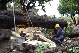 Cây to có đường kính khoảng 70cm bật gốc đè sập tường, chắn ngang phố Hỏa Lò.