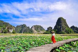 Con đường gỗ nằm giữa hồ sen nở rộ với một bên là cánh đồng lúa một bên là đỉnh Hang Múa, Ninh Bình tạo nên khung cảnh lãng mạn, thơ mộng. (Ảnh: CTV/Vietnam+)
