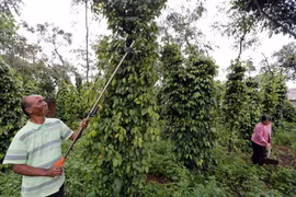 Gia đình ông Yaga, dân tộc K’ho ở xã Tân Hội, huyện Đức Trọng (Lâm Đồng) được vay 30 triệu đồng đầu tư chăm sóc cà phê và hồ tiêu. (Ảnh: Trần Việt/Vietnam+) 
