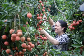 Nông nghiệp xanh - Dấu chân hợp tác xã trên hành trình xanh