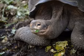 Phát hiện loài rùa khổng lồ mới trên quần đảo Galapagos của Ecuador