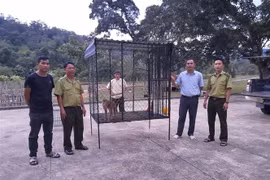 Vườn Quốc gia Kon Ka Kinh đã tiếp nhận 100 cá thể động vật quý hiếm 