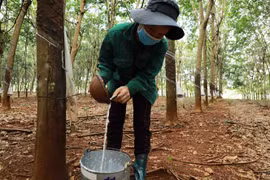 Đắk Nông phạt doanh nghiệp chế biến mủ cao su gây ô nhiễm môi trường