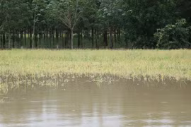 Ngành nông nghiệp Gia Lai bị thiệt hại nặng do mưa lũ