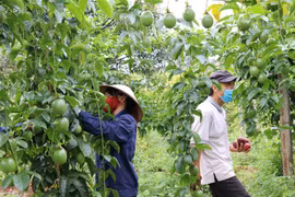 Nhiều dư địa cho xuất khẩu nông sản, thực phẩm Việt sang Hungary