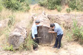 Kon Tum: Gần 80m3 gỗ tang vật sắp thành phế liệu trong khi chờ xử lý