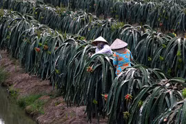 Người dân huyện Châu Thành A, Hậu Giang, chuyển đổi vườn tạp sang trồng cây ăn trái có giá trị cao. (Ảnh: Duy Khương/TTXVN)