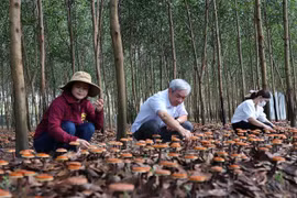 Đắk Lắk: Hiệu quả của mô hình trồng nấm Linh chi đỏ dưới tán rừng 