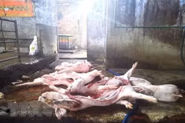 Bắc Giang: Phát hiện cơ sở giết mổ hơn 1 tấn lợn chết mang đi tiêu thụ