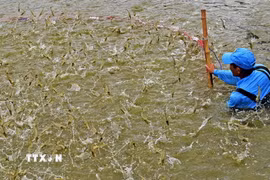 (Ảnh minh họa: TTXVN)