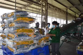 Giá gạo 5% tấm xuất khẩu của Việt Nam ở mức đỉnh của 15 năm