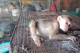 Cá thể khỉ thuộc nhóm động vật hoang dã quý, hiếm được bày bán công khai tại chợ Thạnh Hóa, tỉnh Long An. (Ảnh: HV/Vietnam+)
