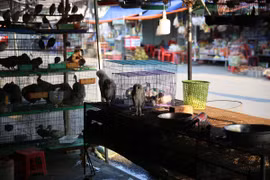 Các loài chim hoang dã được bày bán công khai tại chợ Thạnh Hóa, tỉnh Long An. (Ảnh: HV/Vietnam+) 