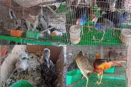 Các loài chim hoang dã được bày bán công khai tại chợ Thạnh Hóa, tỉnh Long An. (Ảnh: HV/Vietnam+)