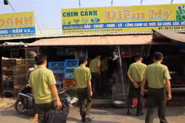 Đoàn công tác của Cục kiểm lâm tổ chức cuộc "truy quét bí mật" tại vùng "đặc khu" bán lậu chim trời lớn nhất nước ở tỉnh Long An. (Ảnh: HV/Vietnam+)