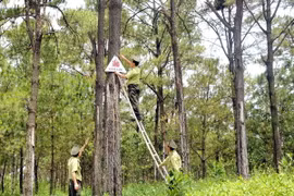 Tây Ninh thu hồi gần 4.000ha đất lâm nghiệp bị lấn chiếm