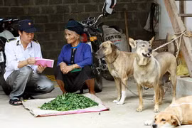 Hơn 20 người bị chó nghi dại cắn trong một tháng ở Lào Cai