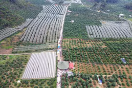 Thung lũng mận Nà Ka, nơi diễn ra Ngày hội hái quả mận hậu Mộc Châu năm 2023. (Ảnh: Quang Quyết/TTXVN)