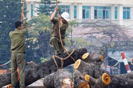 Vụ chặt cây xanh: "Phải xem xét lại tình tiết, có gì cá nhân không"