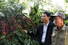 Bộ trưởng Bộ Nông nghiệp và Phát triển Nông thôn Nguyễn Xuân Cường thăm vườn càphê của hộ nông dân Nguyễn Đăng Tỉnh, thị trấn Nam Ban, huyện Lâm Hà. (Ảnh: Vũ Sinh/TTXVN)