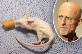 Sergio Canavero cấy ghép thành công trên chuột. (Nguồn: dailystar)