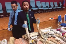 Tổng giám đốc Perhilitan, Abdul Kadir Abu Hassan và tang vật bị thu giữ.