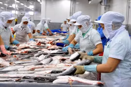 Chế biến cá tra xuất khẩu. (Ảnh: An Hiếu/TTXVN)
