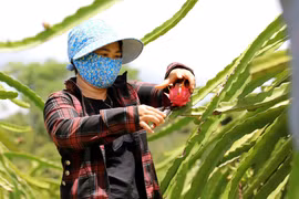 Tiền Giang xây dựng chuỗi liên kết-tiêu thụ thanh long xuất khẩu