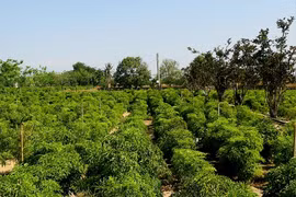 Bảo tồn, phát triển nguồn gene cây dược liệu quý ở Ninh Thuận