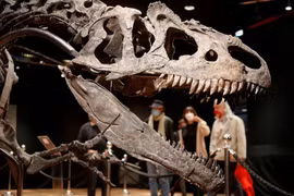 Bộ xương của loài khủng long Allosaurus từng sống 150 triệu năm trước được trưng bày tại phòng đấu giá Drouot ở Paris. (Ảnh: Reuters)