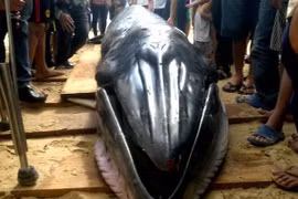 Cá Ông được ngư dân đưa lên bờ để cải táng. (Ảnh minh họa: Vietnam+)