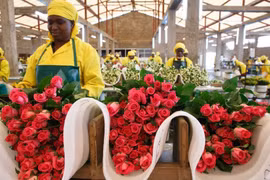 Ngày lễ Tình nhân ảm đạm với người trồng hoa hồng xuất khẩu tại Kenya