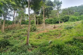 Đắk Nông thu hồi gần 1.800 ha đất của dự án lâm nghiệp nhiều vi phạm