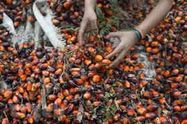 Indonesia, Malaysia đóng băng đàm phán FTA với EU do vấn đề dầu cọ
