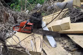 Hiện trường một vụ phá rừng. (Ảnh: Xuân Triệu/TTXVN)