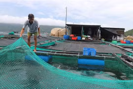 Một bè nuôi thủy sản trên vùng biển vịnh Vân Phong (xã Vạn Thạnh, huyện Vạn Ninh) được người dân kiểm tra, gia cố trước khi bão đổ bộ. (Ảnh: Nguyễn Dũng/TTXVN)