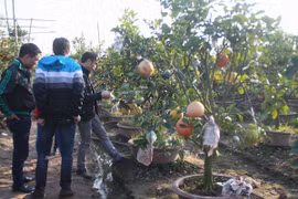 Khách hàng tự tay chọn cây và treo biển tên lên cây. (Ảnh: Quỳnh Trang/Vietnam+)