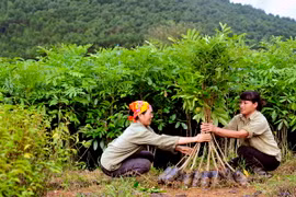 Chuẩn bị cây giống cung cấp ra thị trường. (Ảnh: Quang Quyết/TTXVN)