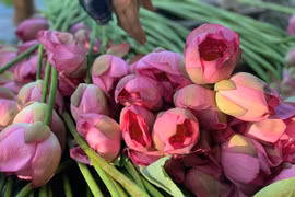 Những đóa sen Bách Diệp được hái vào sớm mai phục vụ cho làm trà. (Ảnh: Mai Mai/Vietnam+)